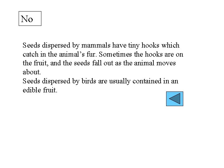 No Seeds dispersed by mammals have tiny hooks which catch in the animal’s fur.