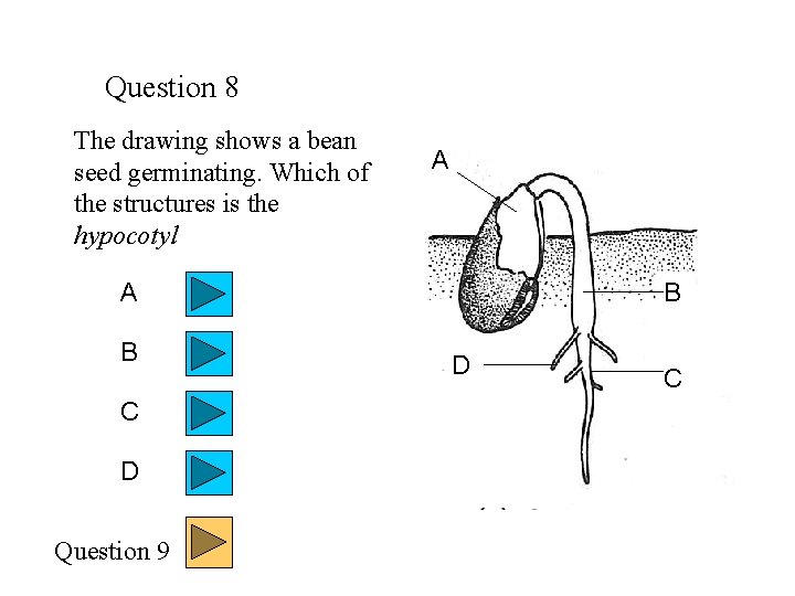 Question 8 The drawing shows a bean seed germinating. Which of the structures is