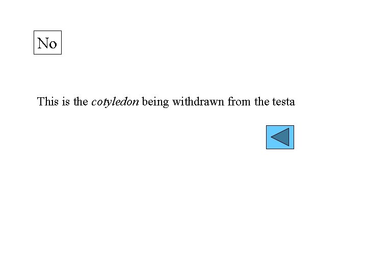 No This is the cotyledon being withdrawn from the testa 