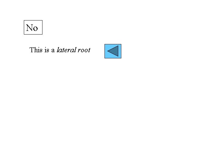 No This is a lateral root 