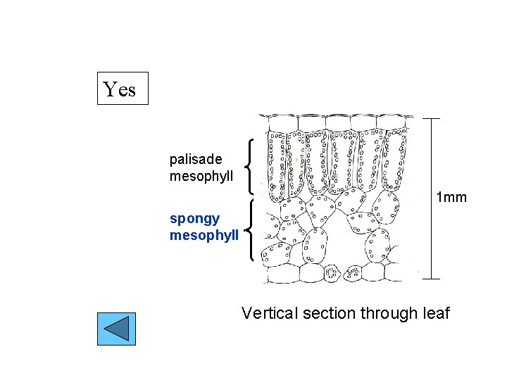 Yes palisade mesophyll 1 mm spongy mesophyll Vertical section through leaf 