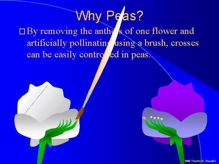Why Peas? � By removing the anthers of one flower and artificially pollinating using