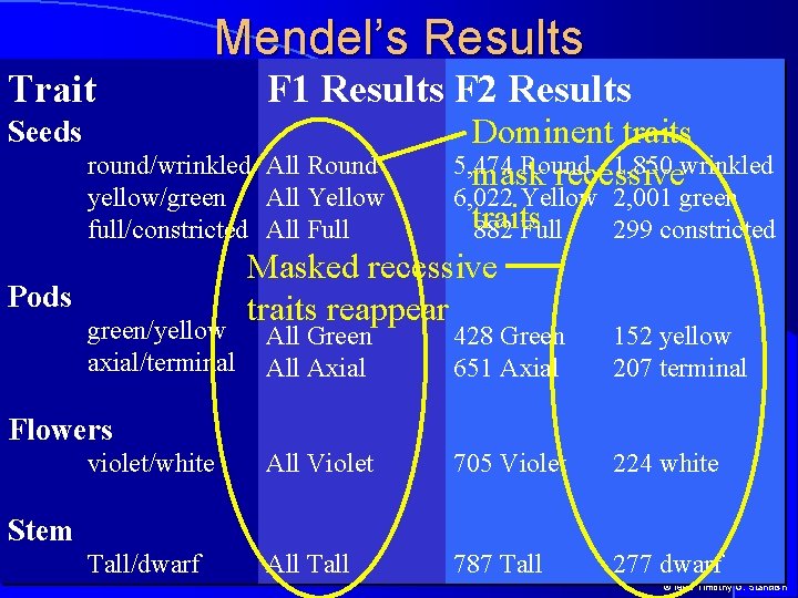 Trait Mendel’s Results F 1 Results F 2 Results Dominent traits round/wrinkled All Round