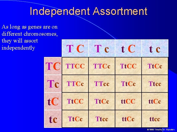 Independent Assortment As long as genes are on different chromosomes, they will assort independently