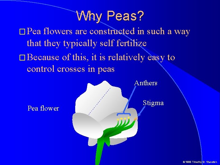 Why Peas? � Pea flowers are constructed in such a way that they typically