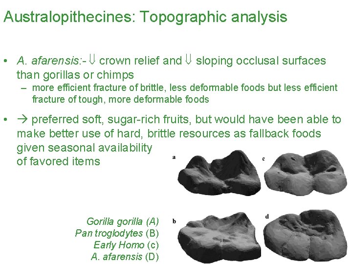 Australopithecines: Topographic analysis • A. afarensis: - crown relief and sloping occlusal surfaces than