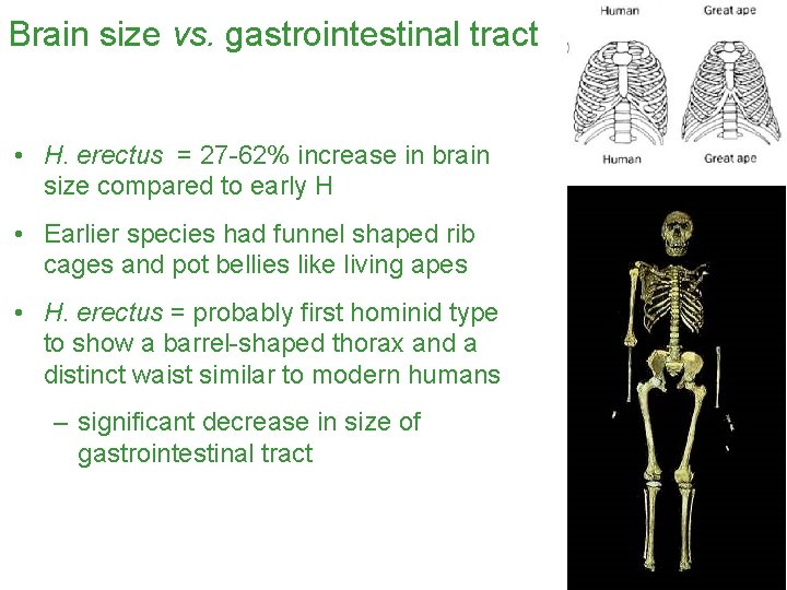 Brain size vs. gastrointestinal tract • H. erectus = 27 -62% increase in brain