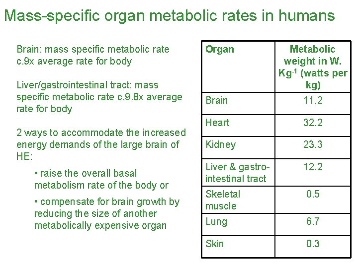 Mass-specific organ metabolic rates in humans Brain: mass specific metabolic rate c. 9 x