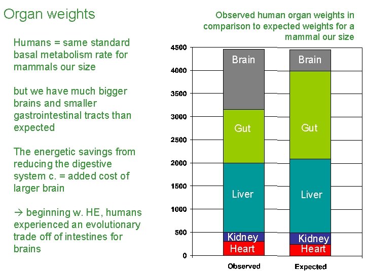 Organ weights Observed human organ weights in comparison to expected weights for a mammal