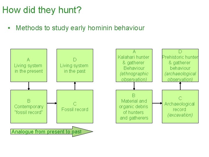 How did they hunt? • Methods to study early hominin behaviour A Living system