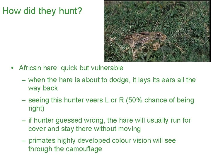 How did they hunt? • African hare: quick but vulnerable – when the hare