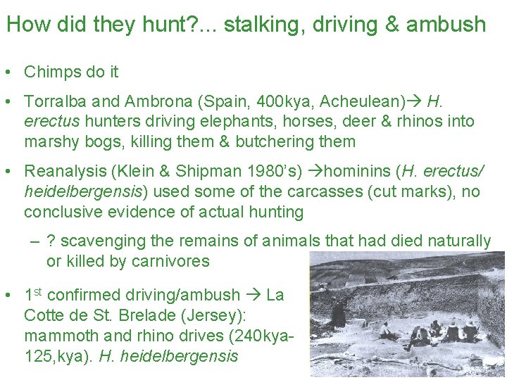 How did they hunt? . . . stalking, driving & ambush • Chimps do