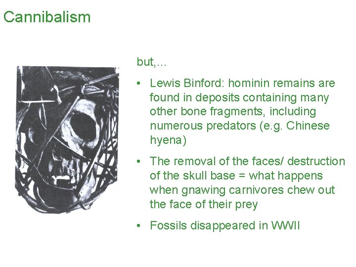 Cannibalism but, … • Lewis Binford: hominin remains are found in deposits containing many