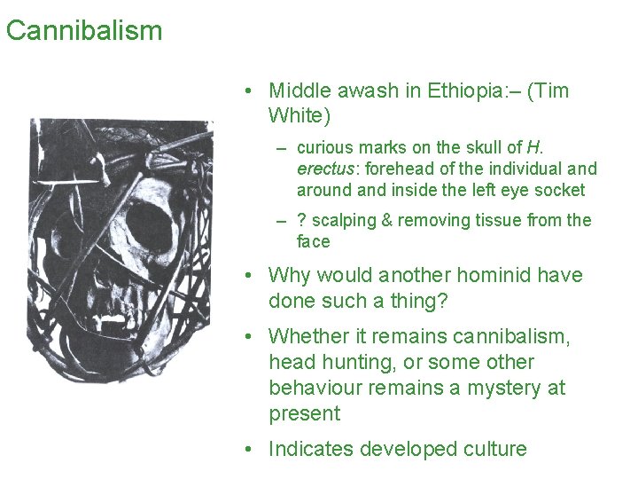 Cannibalism • Middle awash in Ethiopia: – (Tim White) – curious marks on the