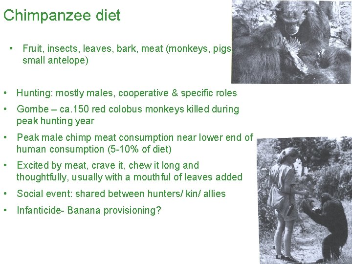 Chimpanzee diet • Fruit, insects, leaves, bark, meat (monkeys, pigs, small antelope) • Hunting: