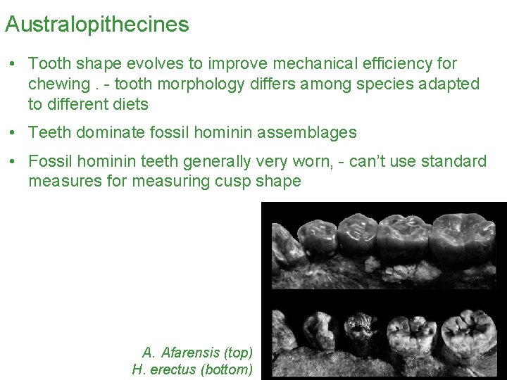 Australopithecines • Tooth shape evolves to improve mechanical efficiency for chewing. - tooth morphology