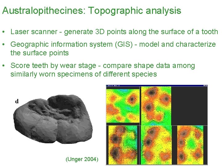 Australopithecines: Topographic analysis • Laser scanner - generate 3 D points along the surface