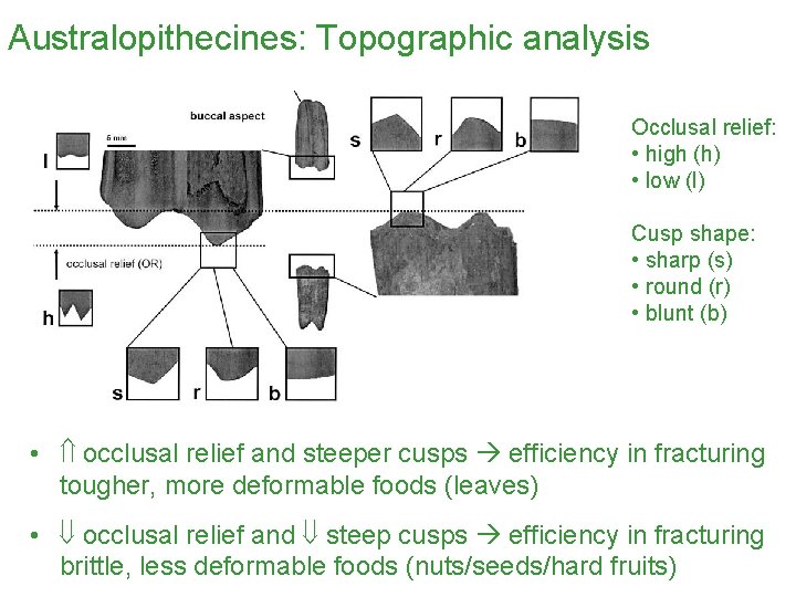 Australopithecines: Topographic analysis Occlusal relief: • high (h) • low (l) Cusp shape: •