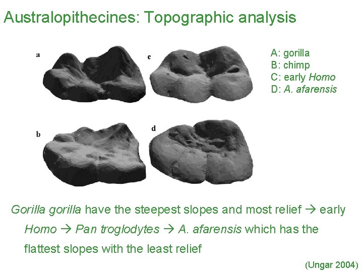 Australopithecines: Topographic analysis A: gorilla B: chimp C: early Homo D: A. afarensis Gorilla