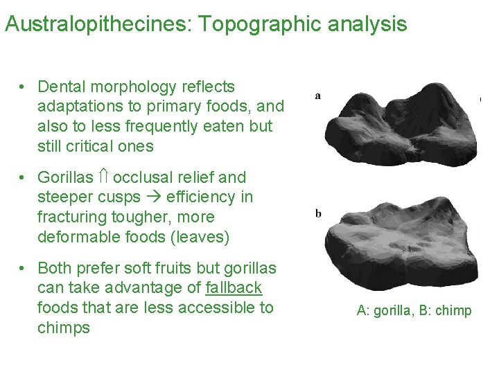 Australopithecines: Topographic analysis • Dental morphology reflects adaptations to primary foods, and also to
