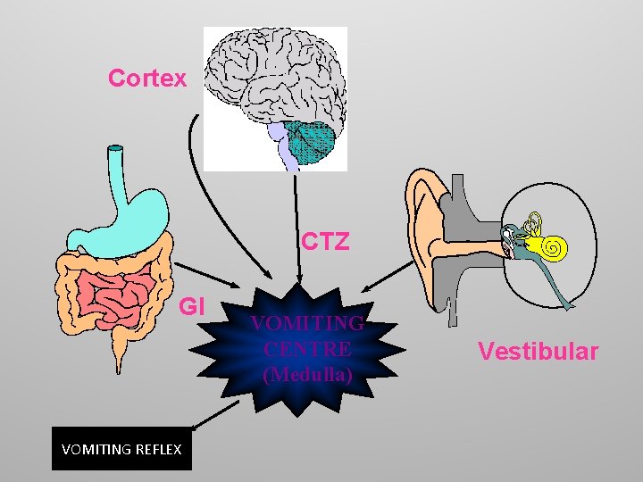 Cortex CTZ GI VOMITING REFLEX VOMITING CENTRE (Medulla) Vestibular 