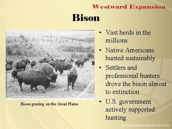 Bison grazing on the Great Plains • Vast herds in the millions • Native Bison grazing on the Great Plains • Vast herds in the millions • Native