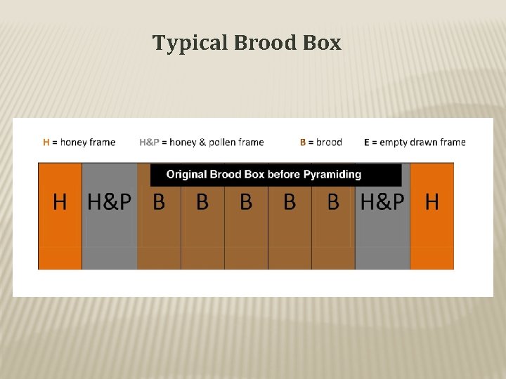 Typical Brood Box 