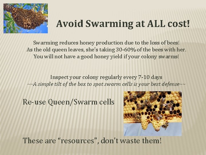 Avoid Swarming at ALL cost! Swarming reduces honey production due to the loss of