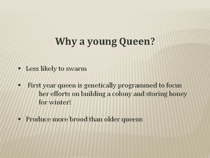Why a young Queen? § Less likely to swarm § First year queen is
