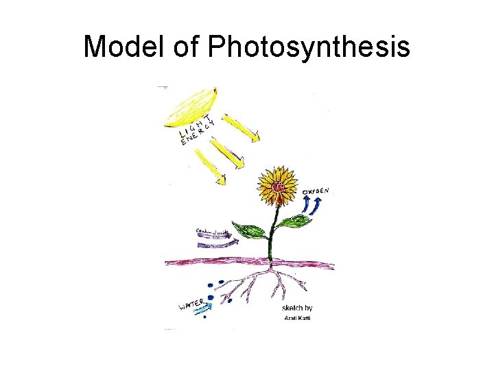 Model of Photosynthesis 