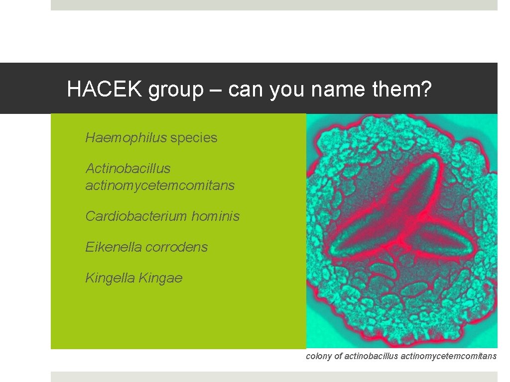 HACEK group – can you name them? • Haemophilus species • Actinobacillus actinomycetemcomitans •