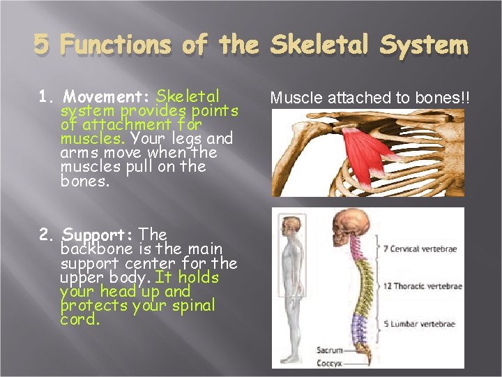 5 Functions of the Skeletal System 1. Movement: Skeletal system provides points of attachment