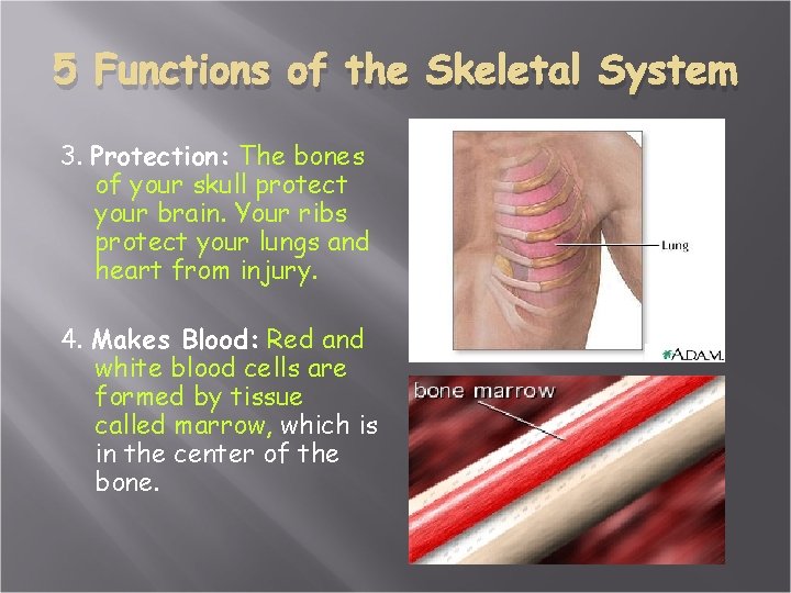 5 Functions of the Skeletal System 3. Protection: The bones of your skull protect