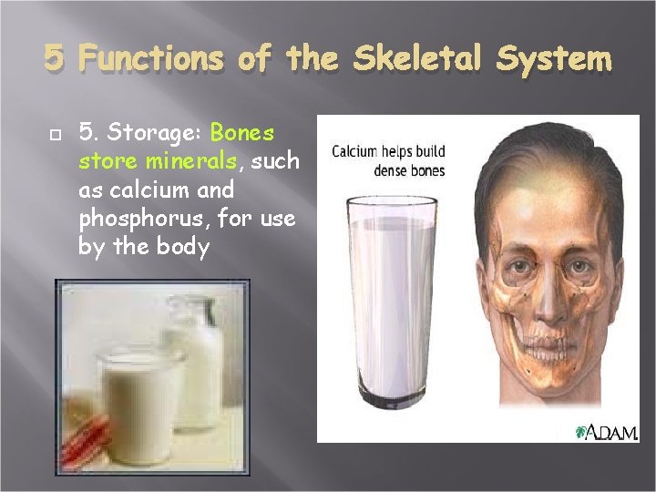 5 Functions of the Skeletal System 5. Storage: Bones store minerals, such as calcium