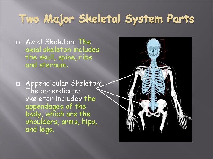 Two Major Skeletal System Parts Axial Skeleton: The axial skeleton includes the skull, spine,