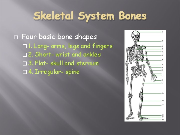Skeletal System Bones � Four basic bone shapes � 1. Long- arms, legs and