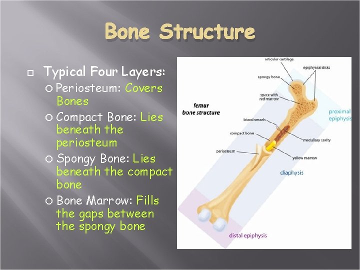 Bone Structure Typical Four Layers: Periosteum: Covers Bones Compact Bone: Lies beneath the periosteum