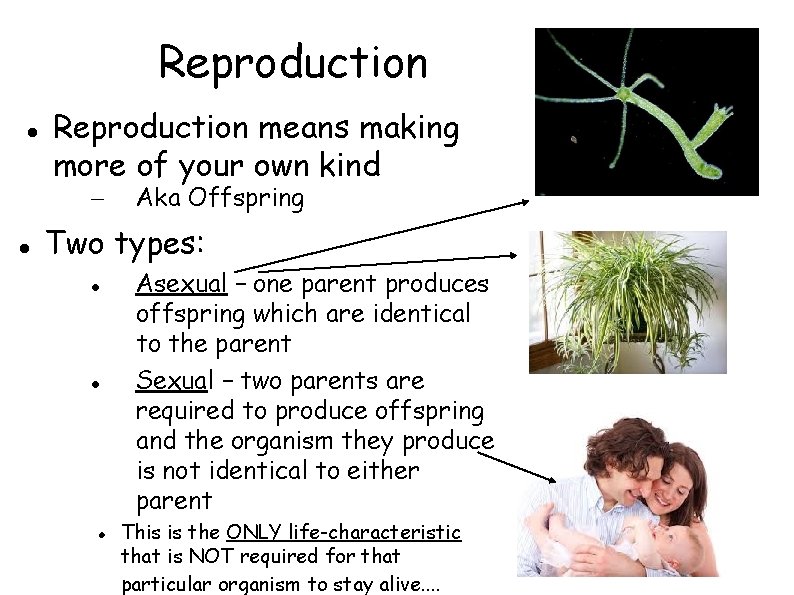 Reproduction means making more of your own kind – Aka Offspring Two types: Asexual