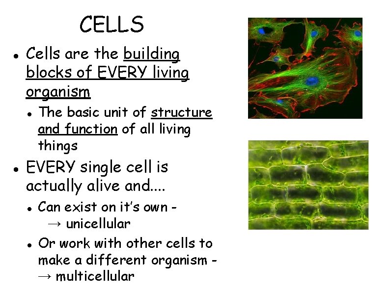 CELLS Cells are the building blocks of EVERY living organism The basic unit of