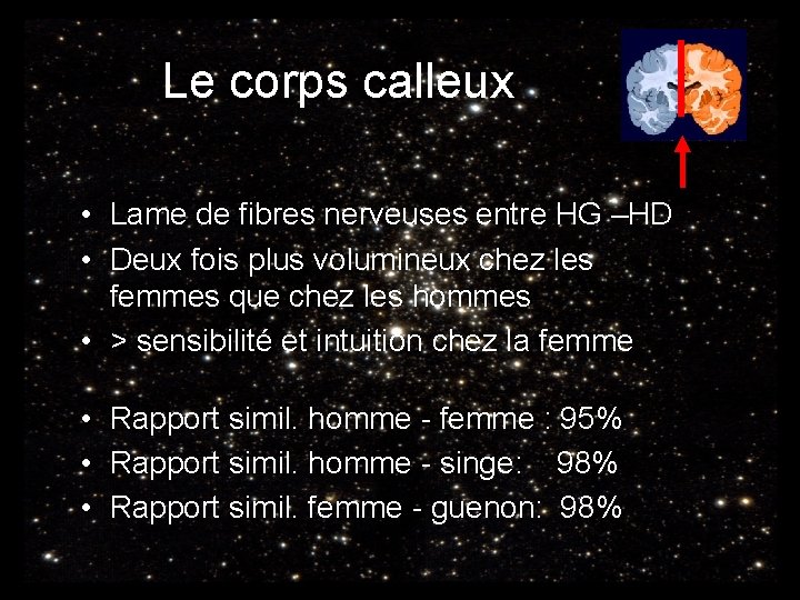 Le corps calleux • Lame de fibres nerveuses entre HG –HD • Deux fois