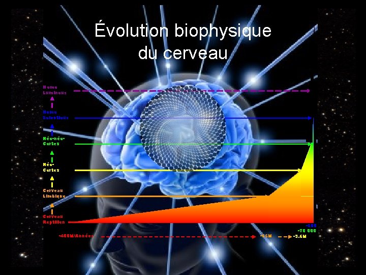 Évolution biophysique du cerveau Homo Luminous Homo Scientious Néo-néo. Cortex Néo. Cortex Cerveau Limbique