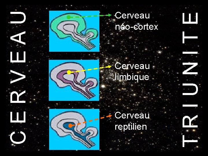 Cerveau limbique Cerveau reptilien TRIUNITE CERVEAU Cerveau néo-cortex 