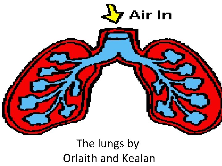 The lungs by Orlaith and Kealan 