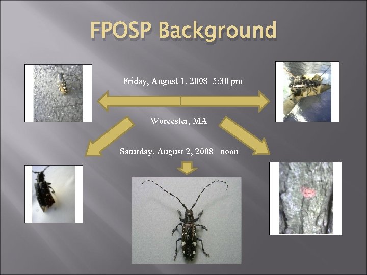FPOSP Background Friday, August 1, 2008 5: 30 pm Worcester, MA Saturday, August 2,