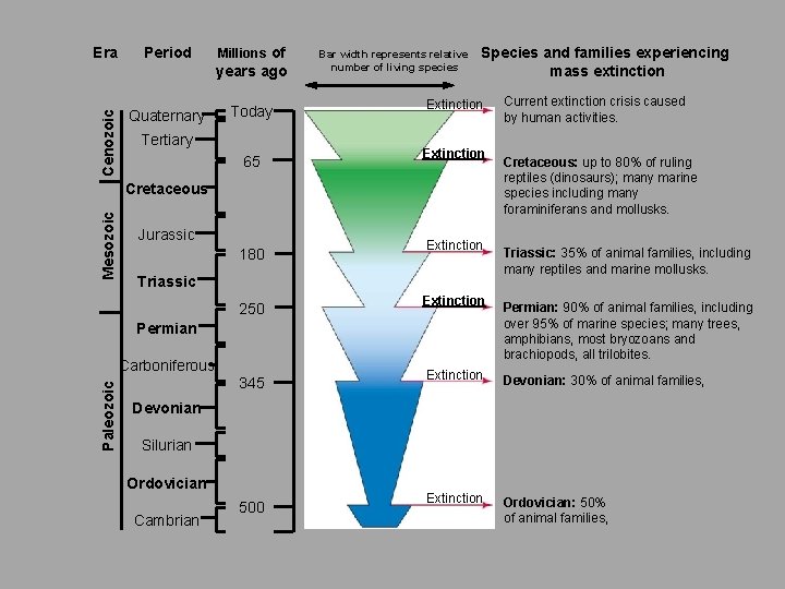 Era Period Millions of Cenozoic years ago Quaternary Today Tertiary 65 Bar width represents