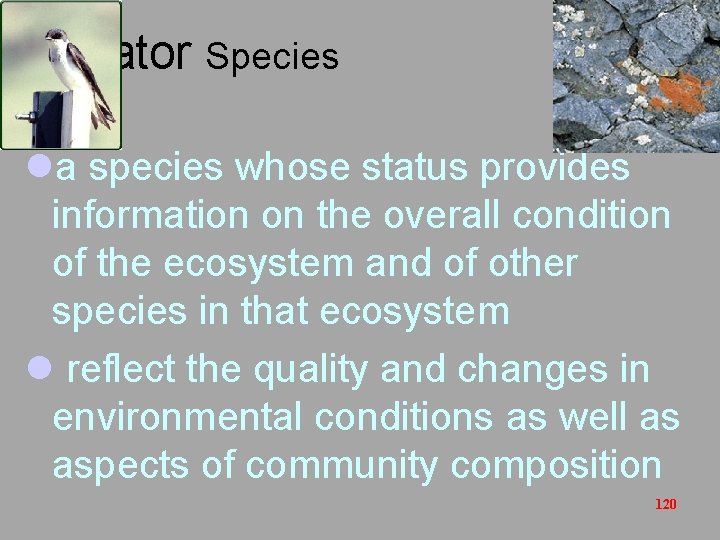 Indicator Species la species whose status provides information on the overall condition of the