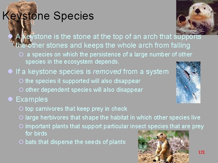 Keystone Species l A keystone is the stone at the top of an arch