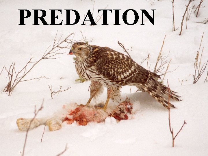 PREDATION 132 