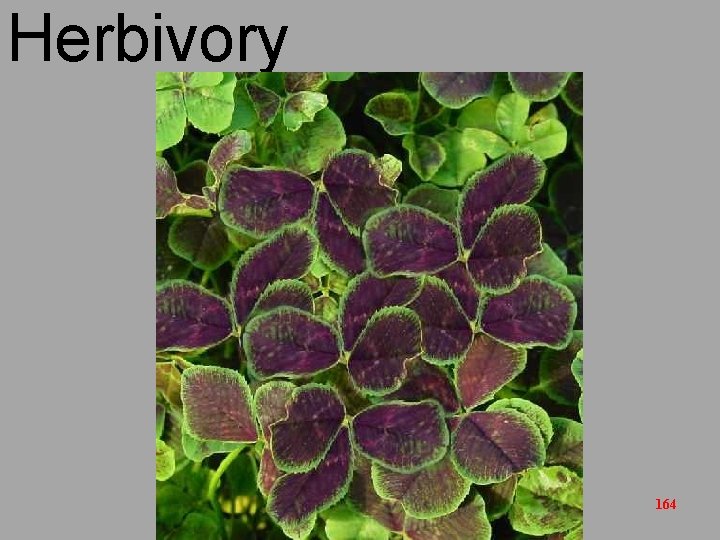 Herbivory 164 