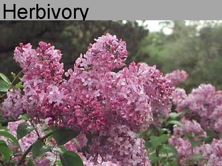 Herbivory 165 
